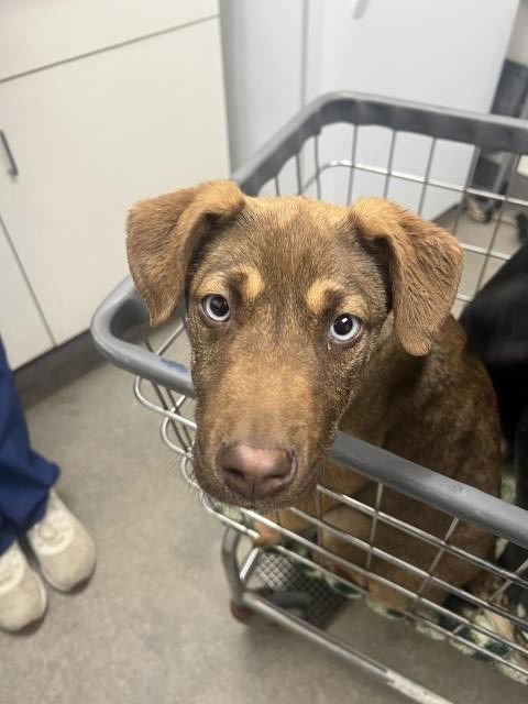 BELLE - German Shepherd Dog available for adoption