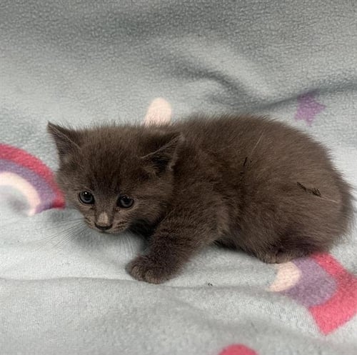 LEVI - Domestic Short Hair available for adoption