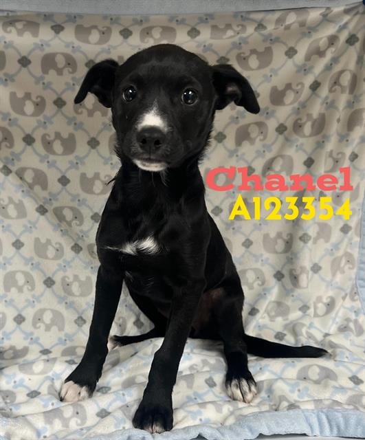 CHANEL - Chihuahua available for adoption