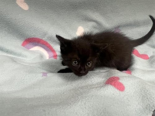 LEE - Domestic Short Hair available for adoption