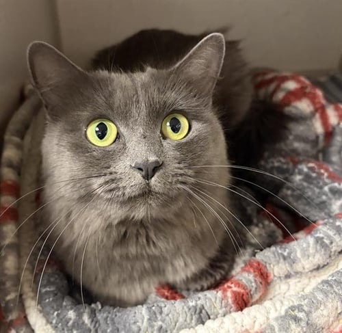 A127846 - Domestic Long Hair available for adoption