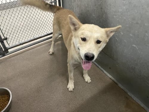 MAX - Anatolian Shepherd for adoption in Victorville