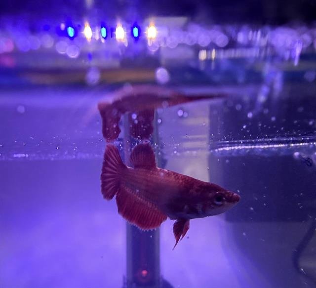 MR. CRABS - Fish available for adoption