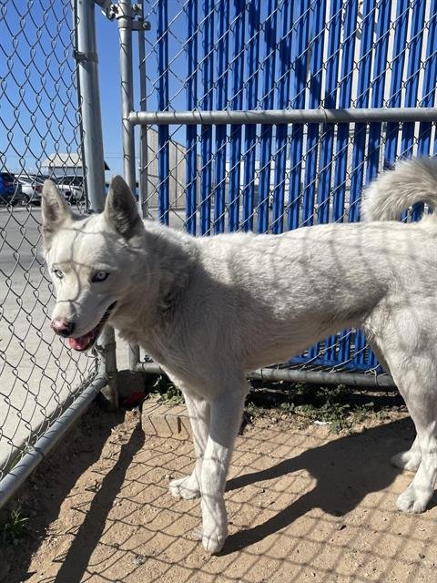 PEARL - Siberian Husky available for adoption