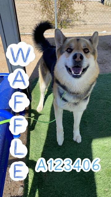 RUSTY - German Shepherd Dog available for adoption