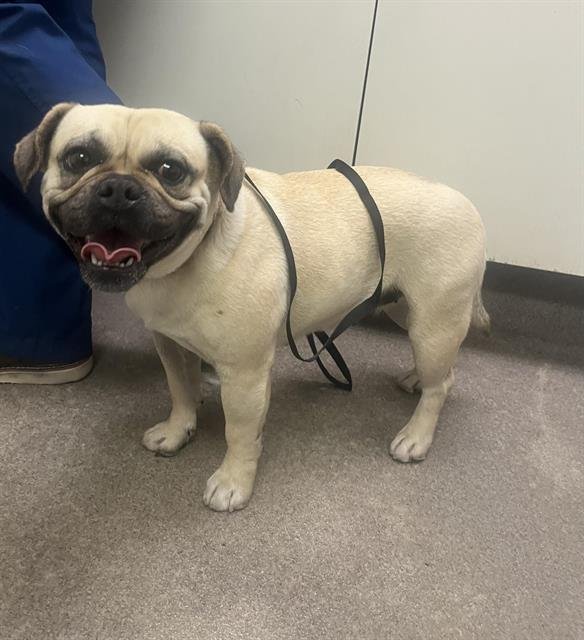 BABY - English Bulldog available for adoption