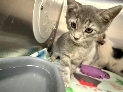 GIZMO - Domestic Short Hair for adoption in Victorville