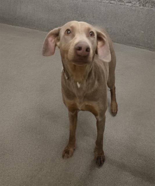 COCOA - Doberman Pinscher available for adoption