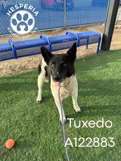 TUXEDO - Border Collie available for adoption