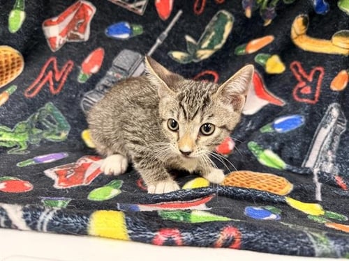 ELLIE - Domestic Short Hair available for adoption