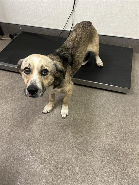 SHADE - Dachshund available for adoption