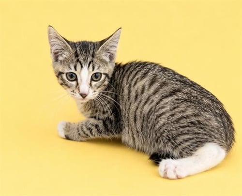 DAVIE - Domestic Short Hair available for adoption