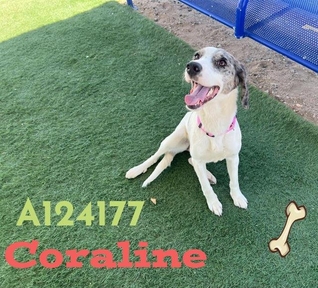 CORALINE Image