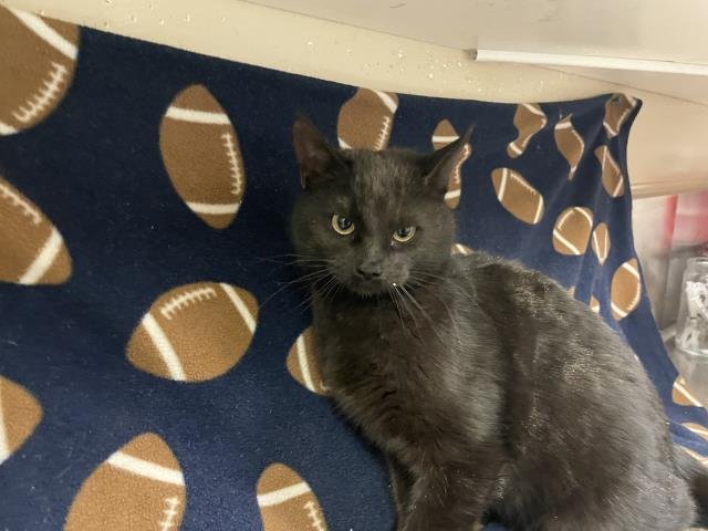 MYSTIQUE - Domestic Medium Hair available for adoption