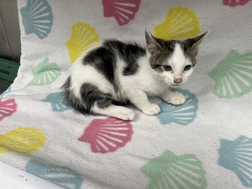 WALNUT - Domestic Short Hair for adoption in Victorville