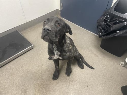 IVY - Cane Corso Mastiff available for adoption