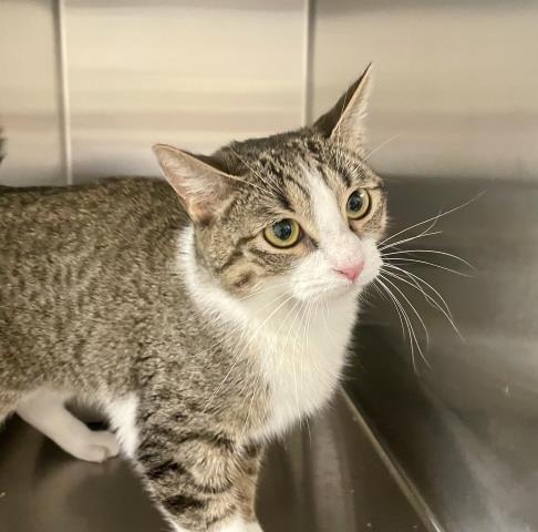 BEE BOP - Domestic Short Hair available for adoption