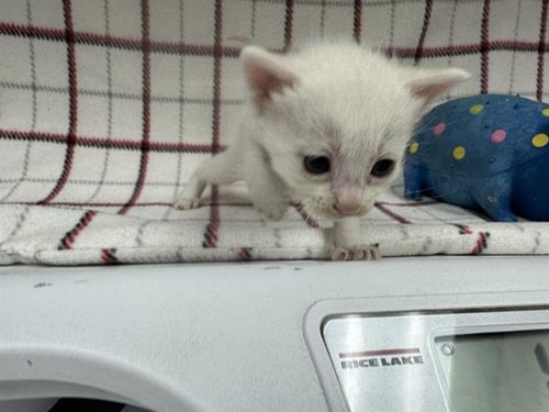 A127880 - Domestic Short Hair available for adoption