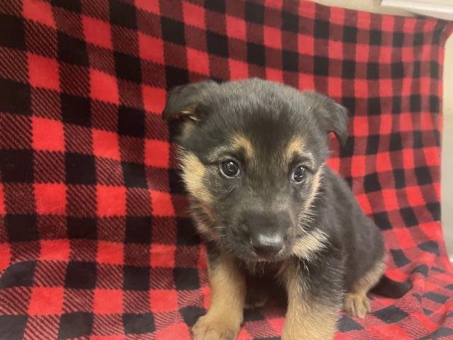 A122234 - German Shepherd Dog available for adoption