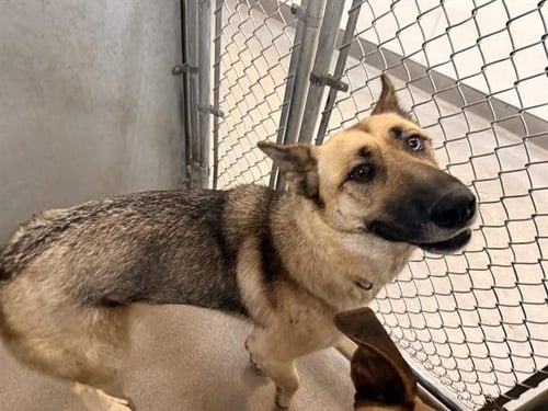 ODIN - German Shepherd Dog available for adoption