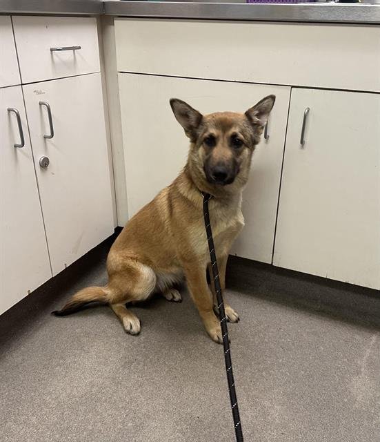 BERETTA - Belgian Shepherd Malinois / German Shepherd Dog available for adoption