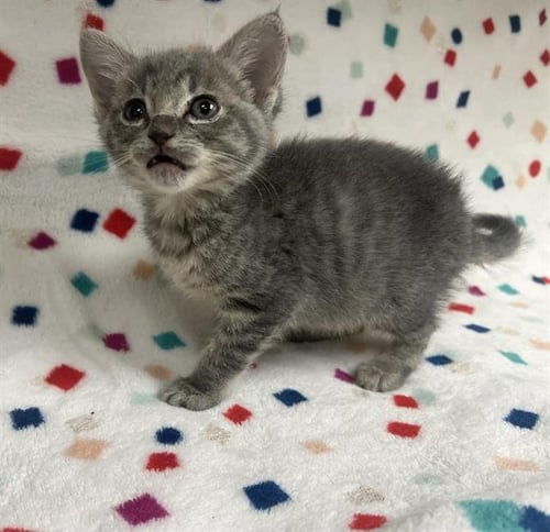 HOOCH - Domestic Short Hair available for adoption