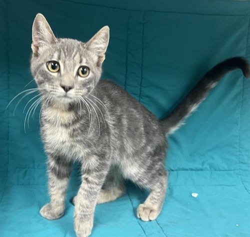 PUMBA - Domestic Short Hair available for adoption
