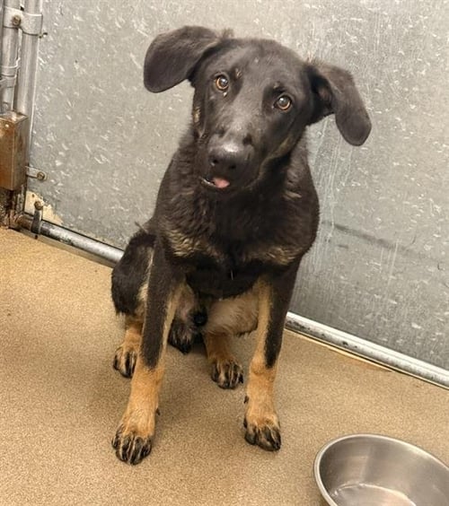SQUID - German Shepherd Dog / Doberman Pinscher available for adoption
