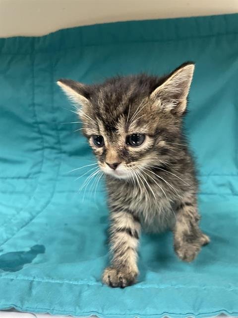 A124301 - Domestic Short Hair available for adoption