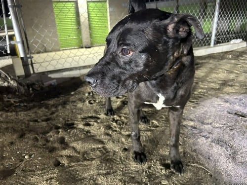 SARDINE - Pit Bull Terrier available for adoption
