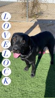 LOVELOCK - Labrador Retriever available for adoption