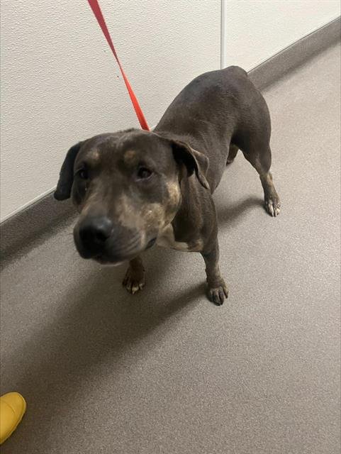 SHE HULK - Miniature Bull Terrier available for adoption