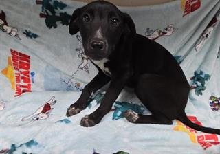 FREYA - Doberman Pinscher available for adoption