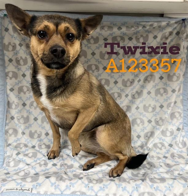 CHLOE - Chihuahua available for adoption