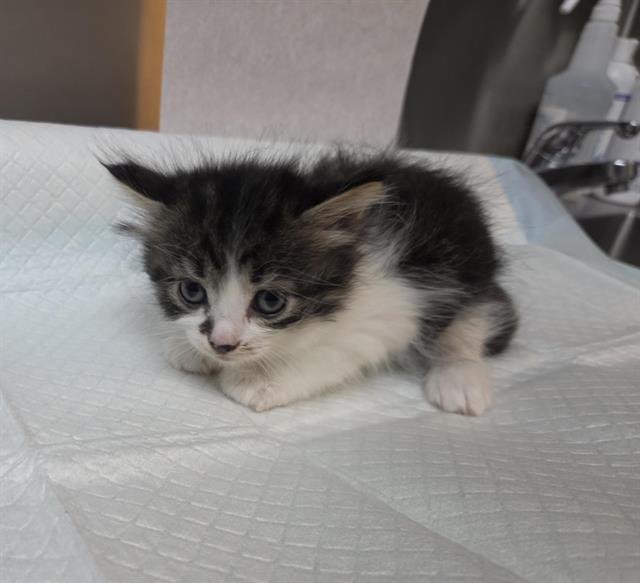 BUNNY (RESCUE ONLY) Image