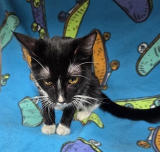 HOLLY GOLIGHTLY - Domestic Short Hair available for adoption