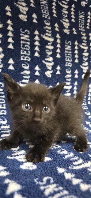A127882 - Domestic Short Hair available for adoption