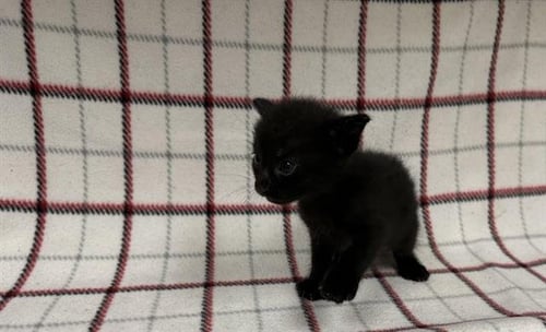 A127882 - Domestic Short Hair available for adoption