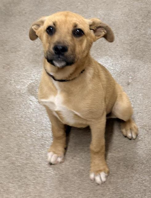 LORELAI - American Staffordshire Terrier available for adoption