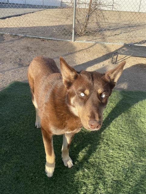 DAKOTA - Siberian Husky available for adoption