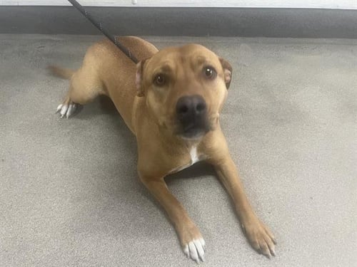 PEBBLES - Pit Bull Terrier available for adoption