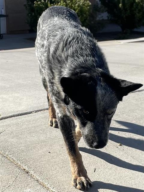 SEVEN - Queensland Heeler available for adoption