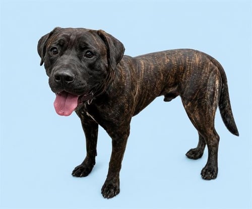 SYRACUSE - Cane Corso Mastiff available for adoption
