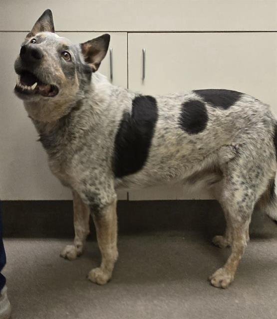 JACKSON (RESCUE ONLY) - Australian Cattle Dog/Blue Heeler available for adoption