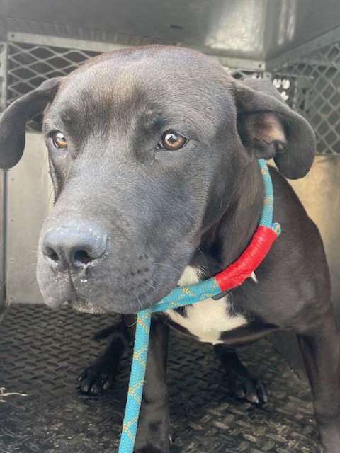 A124930 - Cane Corso Mastiff available for adoption