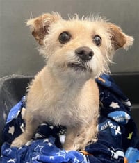 GANSITO (RESCUE ONLY) - Photo 1