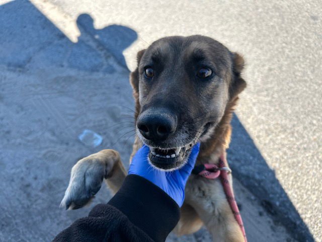 BELLA - German Shepherd Dog available for adoption