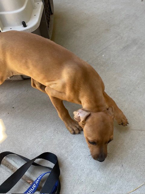 WINX - Labrador Retriever / Miniature Pinscher available for adoption