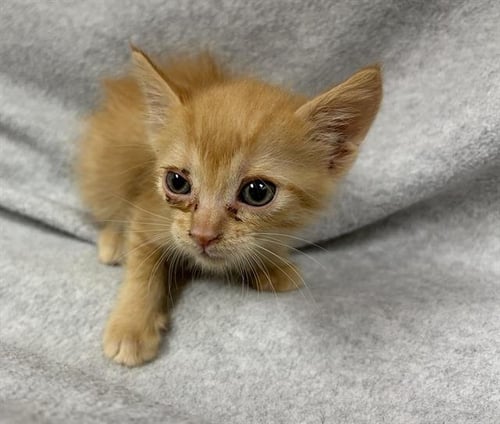 BRIE - Domestic Short Hair available for adoption