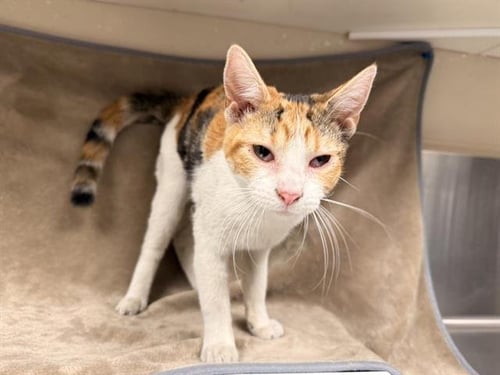 TORONJA - Domestic Short Hair available for adoption